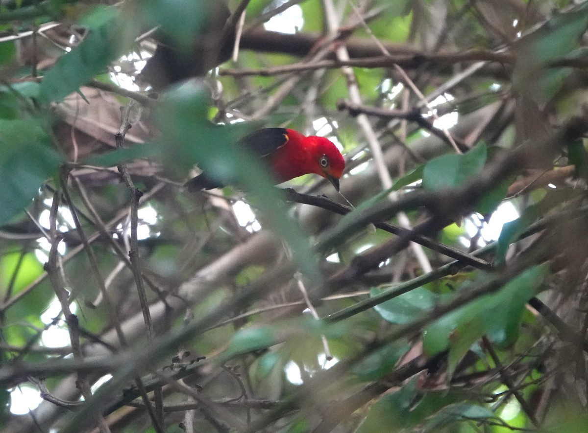 Crimson-hooded Manakin - ML639601105