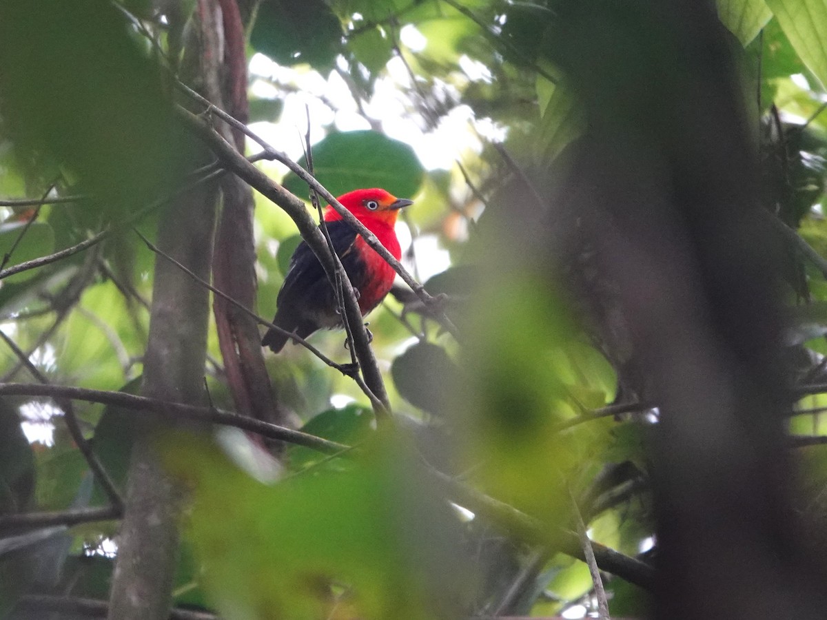 Crimson-hooded Manakin - ML639601108