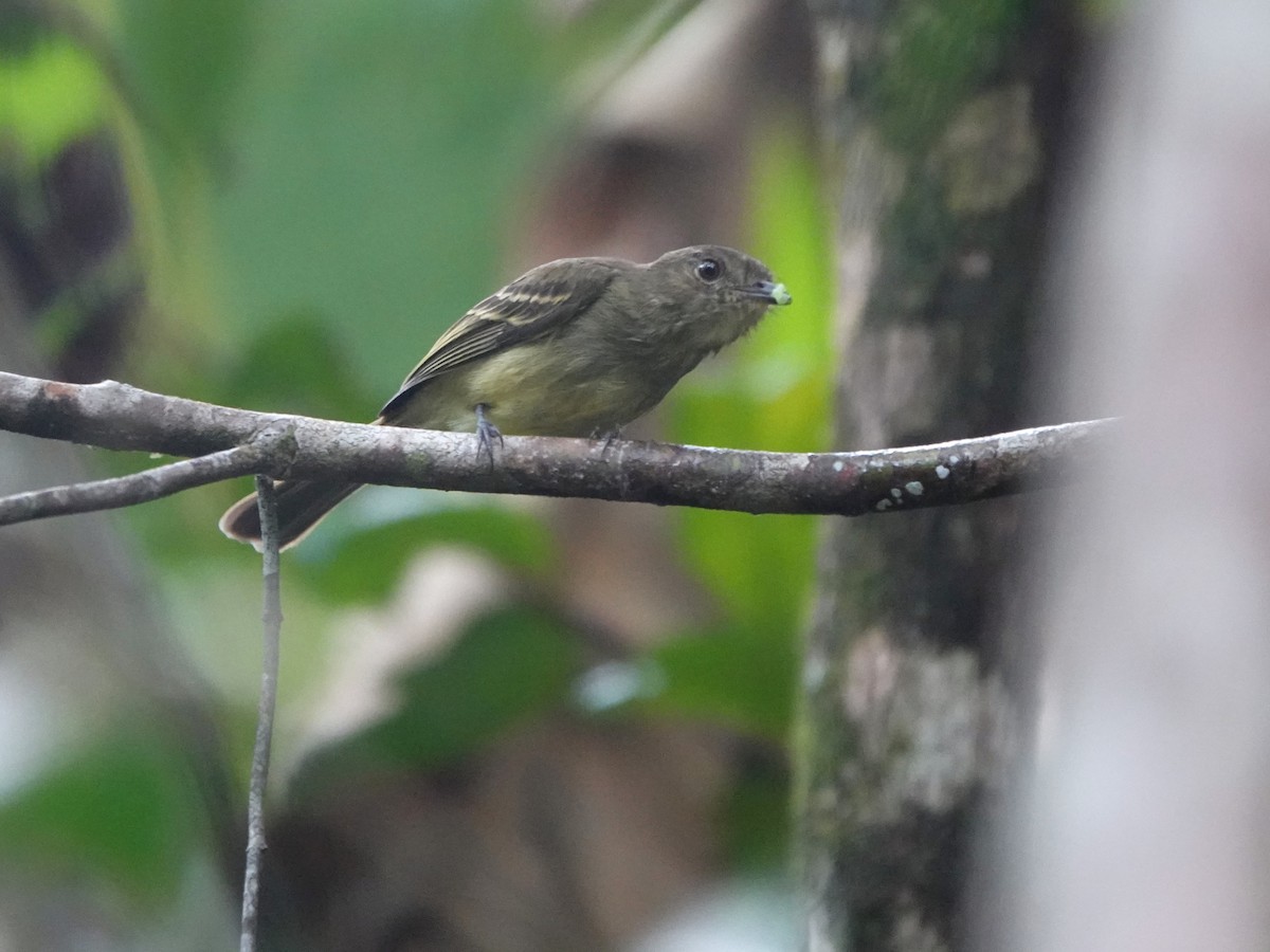 Yellow-crowned Elaenia - ML639601109
