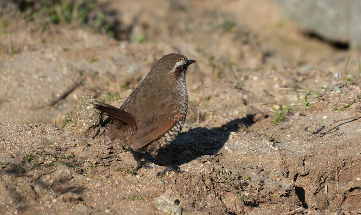 White-throated Tapaculo - ML639601113