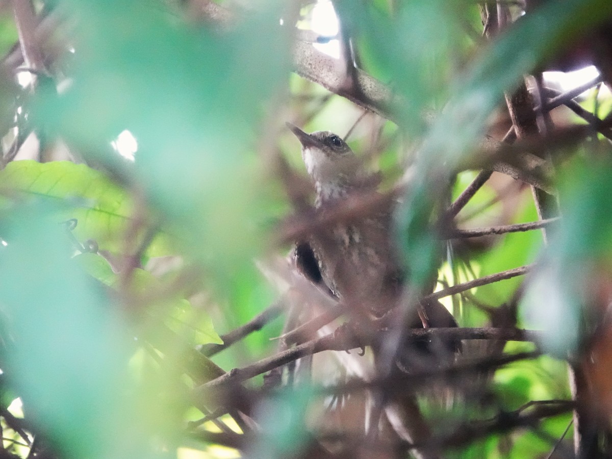 Silvered Antbird - ML639601119
