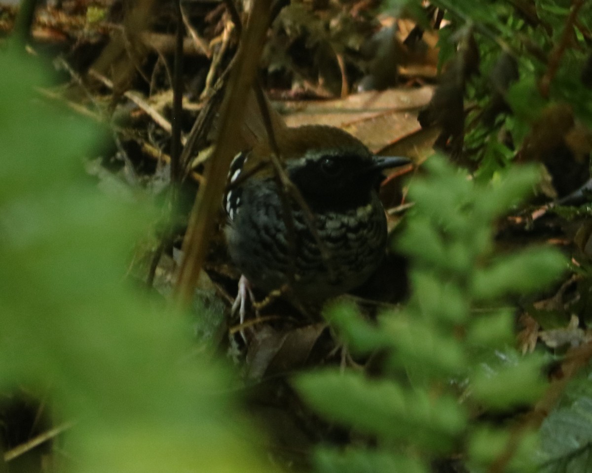 Squamate Antbird - ML639601186