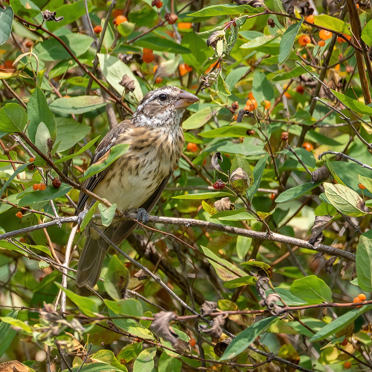 Rose-breasted Grosbeak - ML639601229