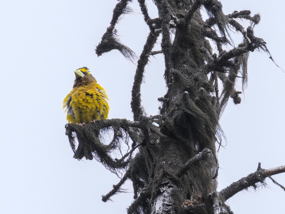 Evening Grosbeak - ML639601247