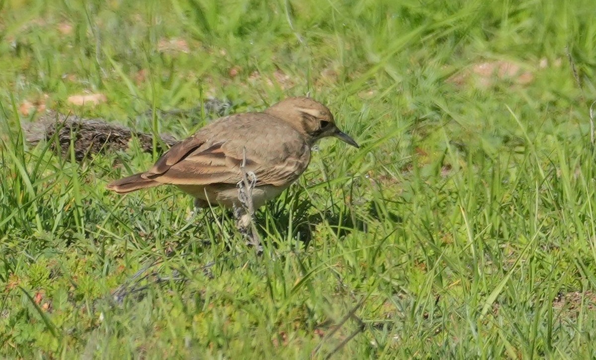 Common Miner - ML639601261