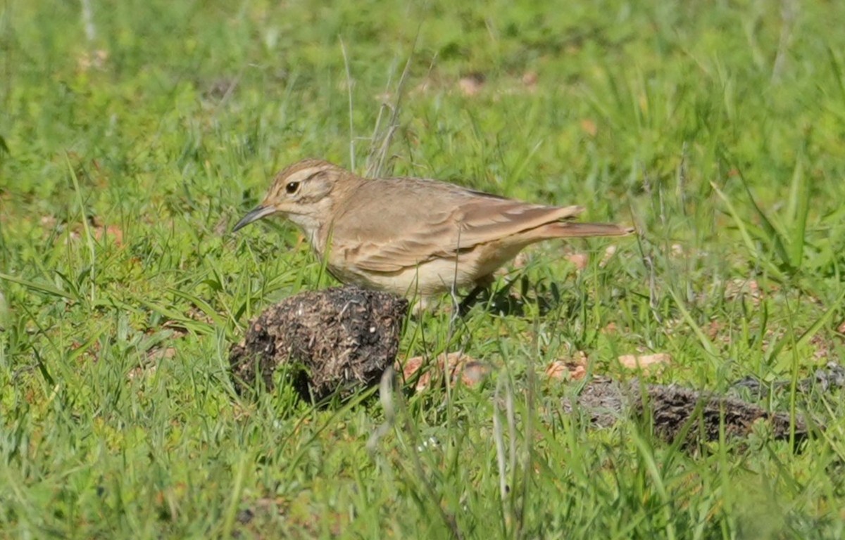 Common Miner - ML639601262