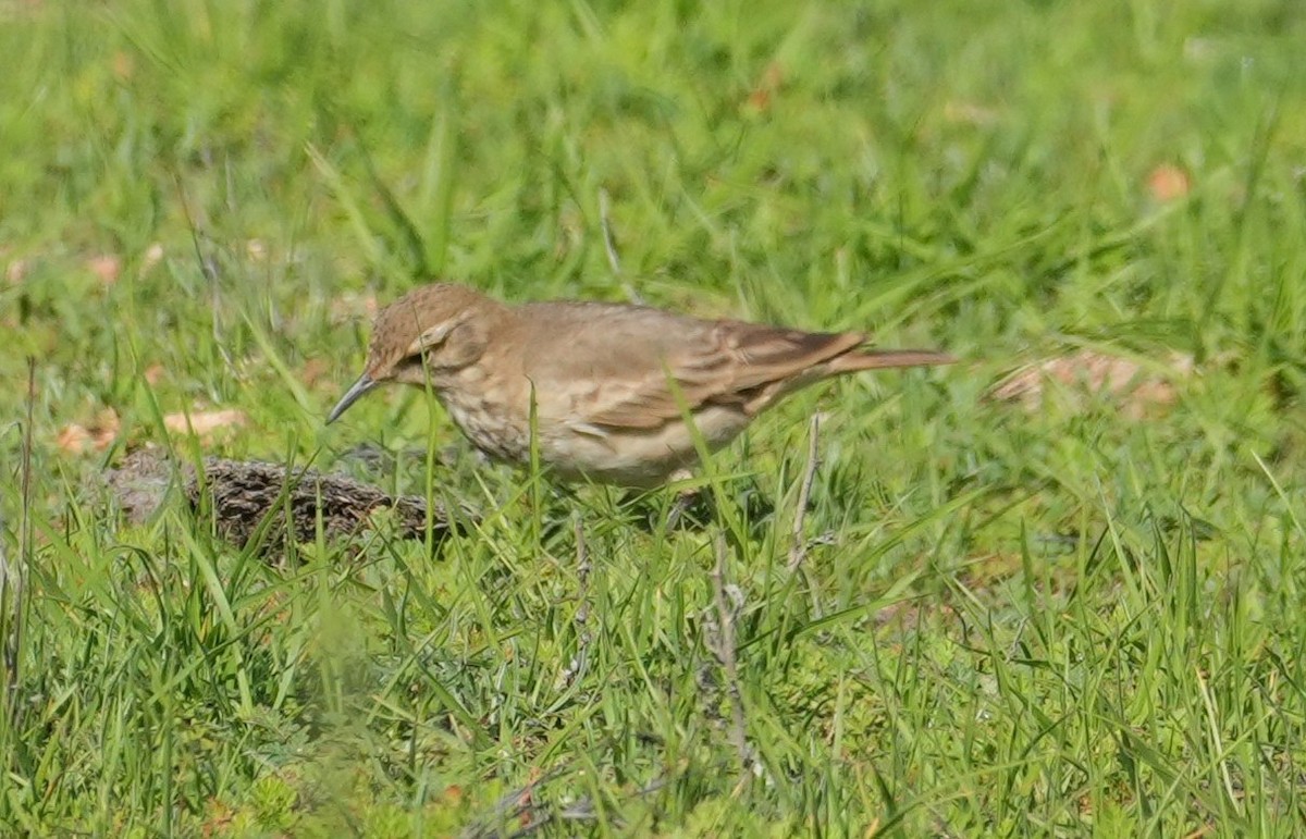 Common Miner - ML639601263
