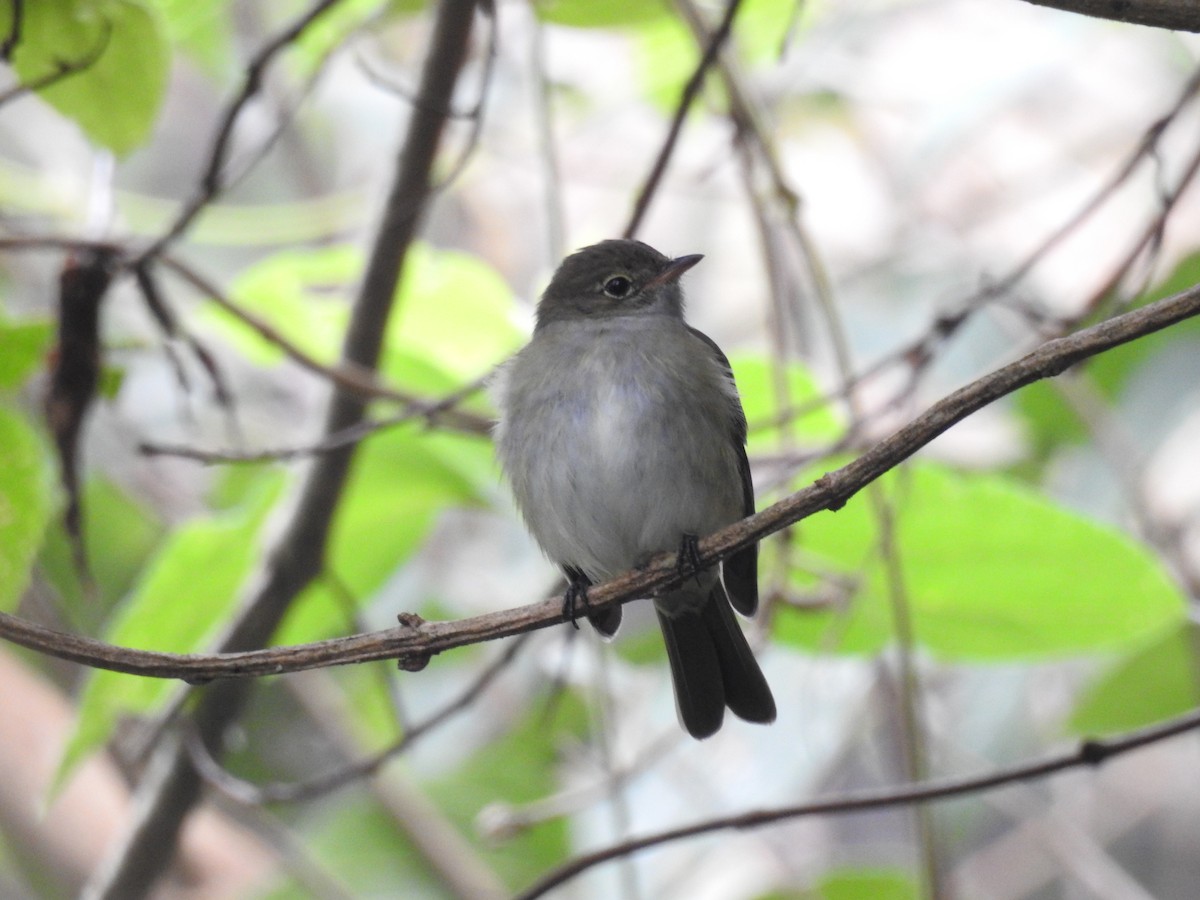 Olivaceous Elaenia - ML639601283