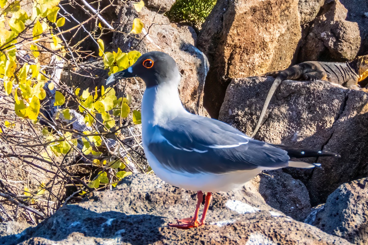 アカメカモメ - ML639601295