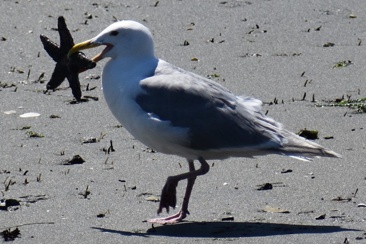 Glaucous-winged Gull - ML639601323