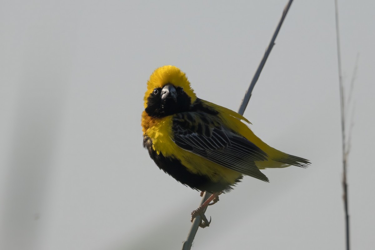 gulkronebisp - ML639601370