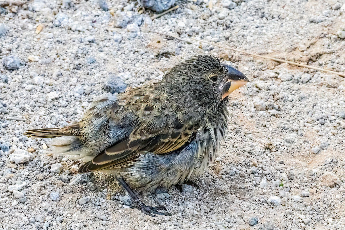 storjordspurv - ML639601372