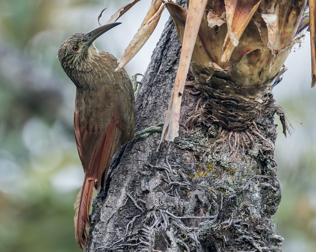 Strong-billed Woodcreeper (Andean/Northern) - Ryan Shean
