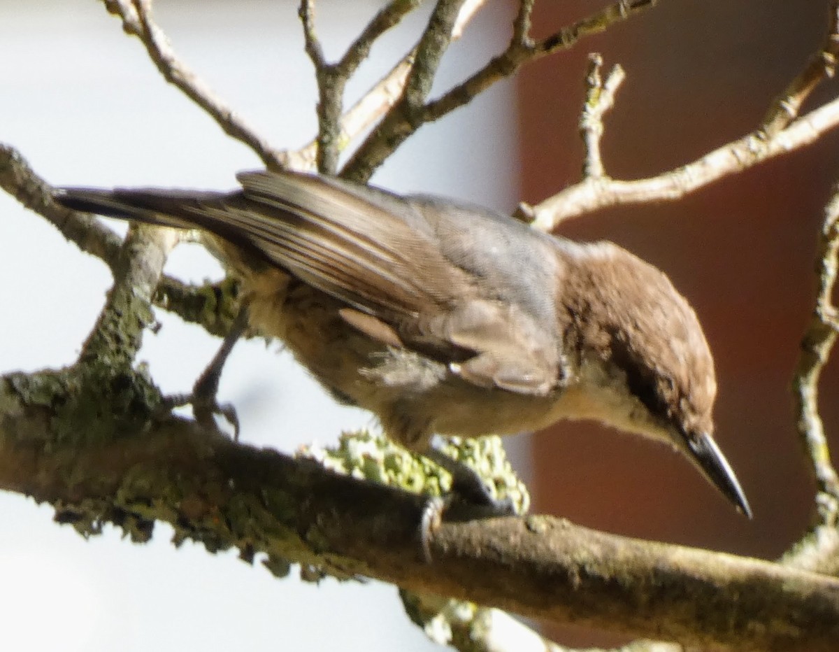 Brown-headed Nuthatch - ML639601461