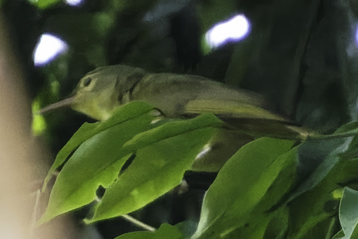 Fraser's Sunbird - ML639601640