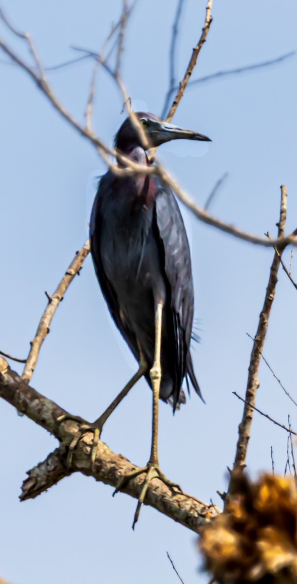 Little Blue Heron - ML639601642