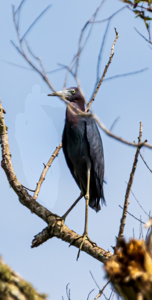 Little Blue Heron - ML639601643