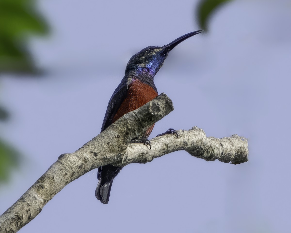 Johanna's Sunbird - ML639601646