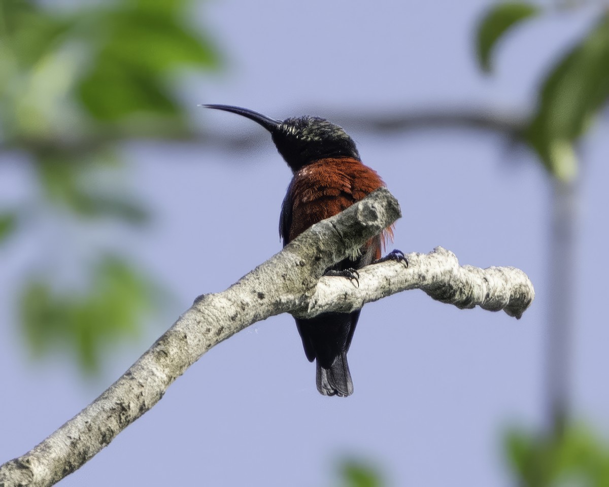 Johanna's Sunbird - ML639601647