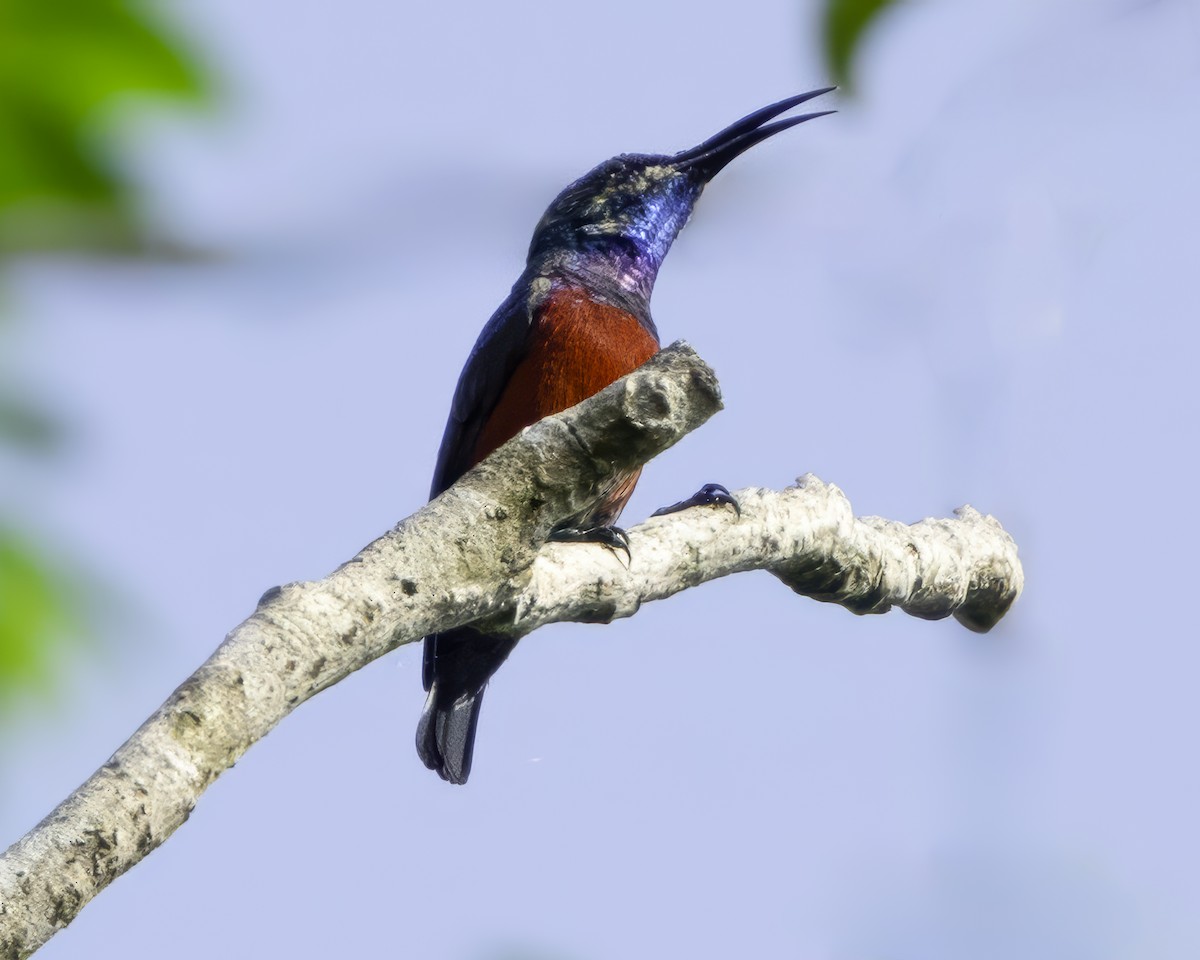 Johanna's Sunbird - ML639601648