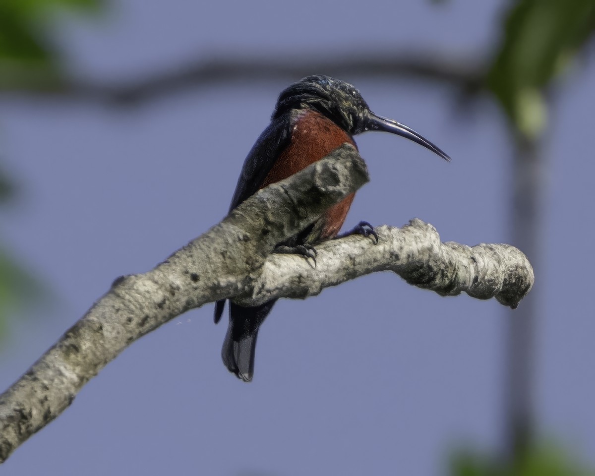 Johanna's Sunbird - ML639601650