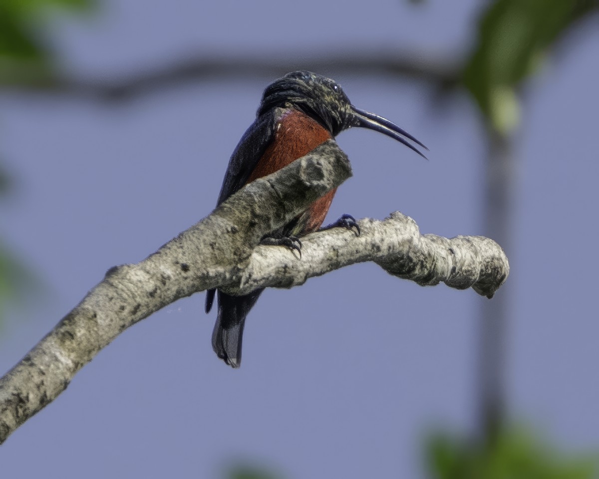 Johanna's Sunbird - ML639601652