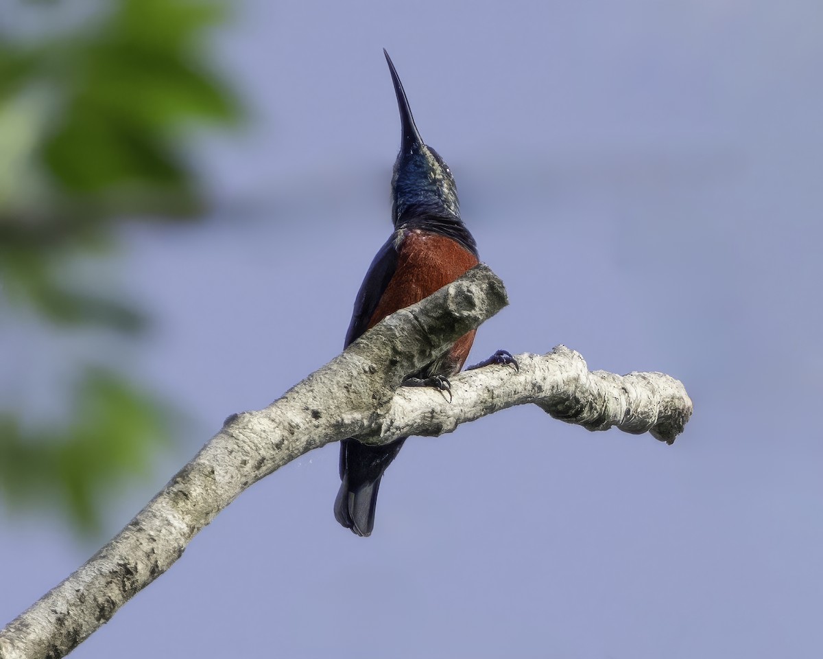 Johanna's Sunbird - ML639601654