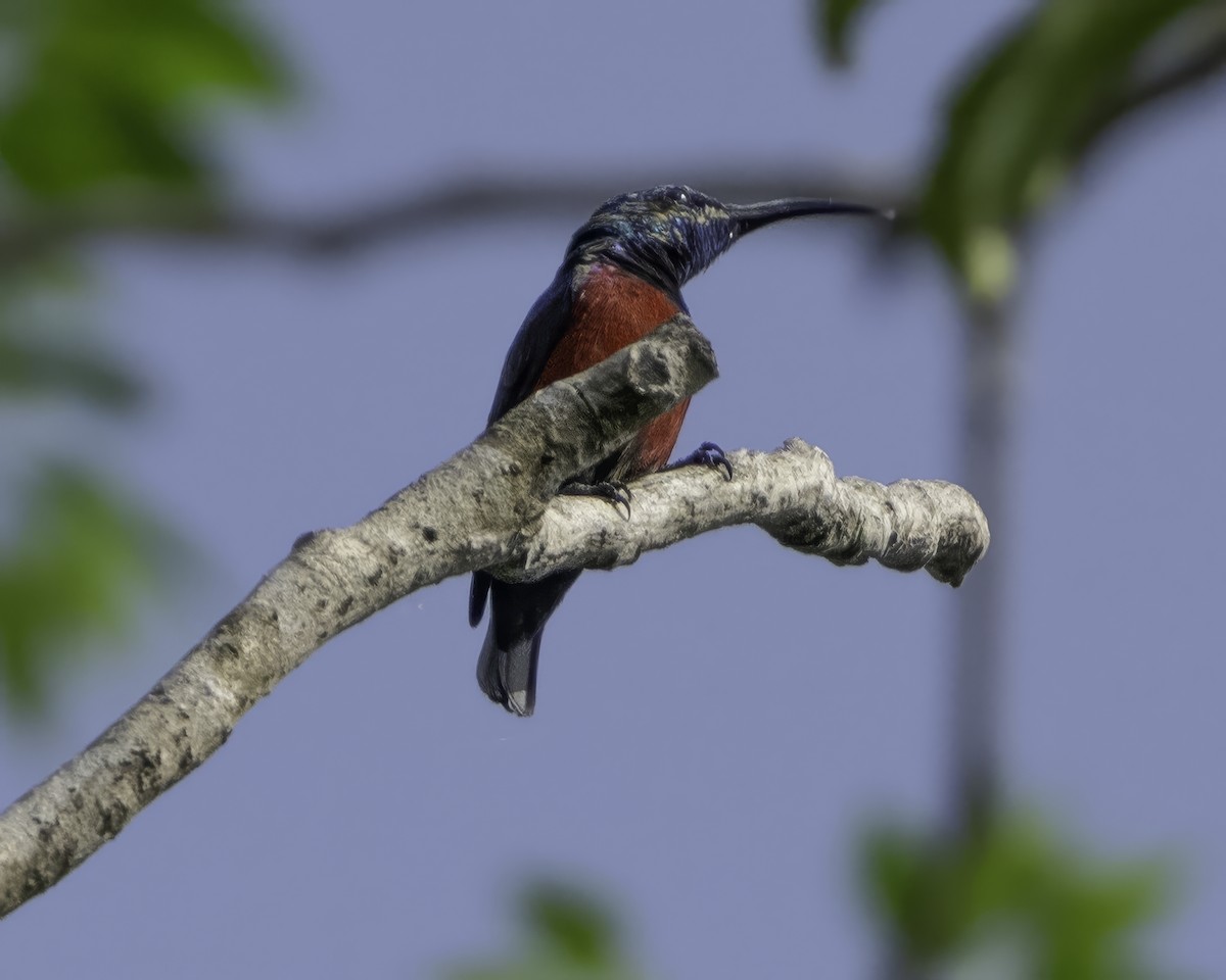 Johanna's Sunbird - ML639601655