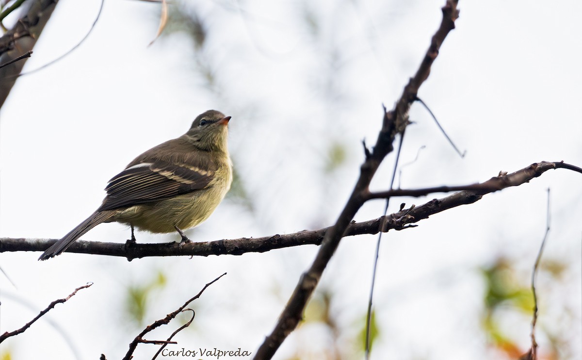 Highland Elaenia - ML639601671