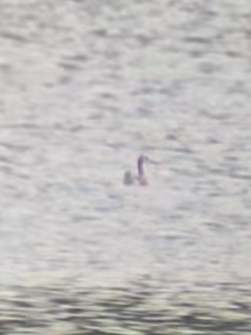 Wilson's Phalarope - ML639601708