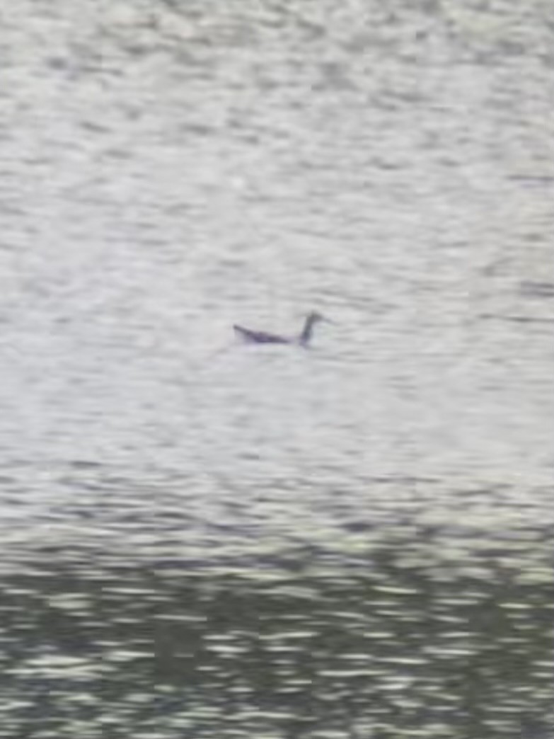 Wilson's Phalarope - ML639601709