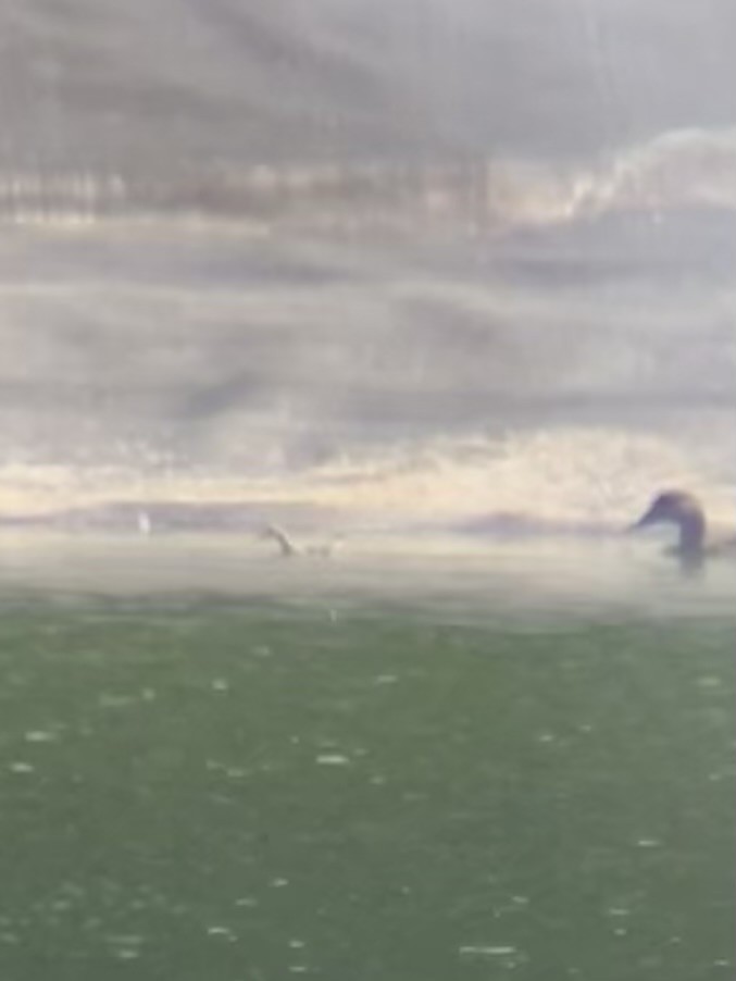 Wilson's Phalarope - ML639601710