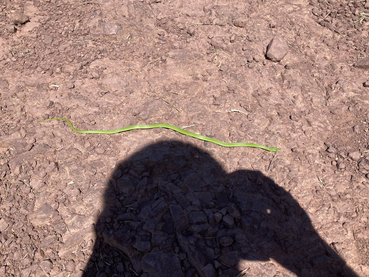 Smooth Greensnake - ML639601776