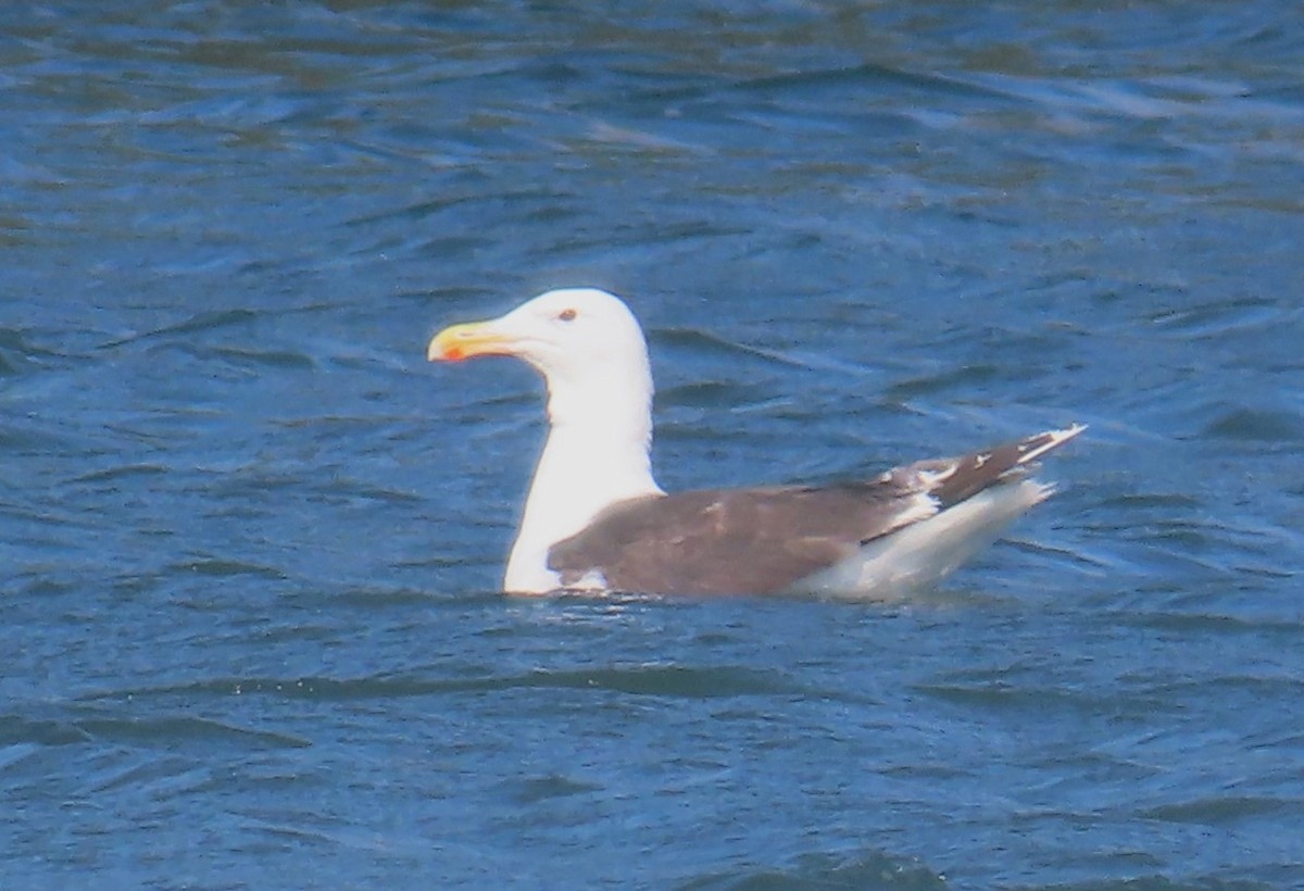 Great Black-backed Gull - ML639601824