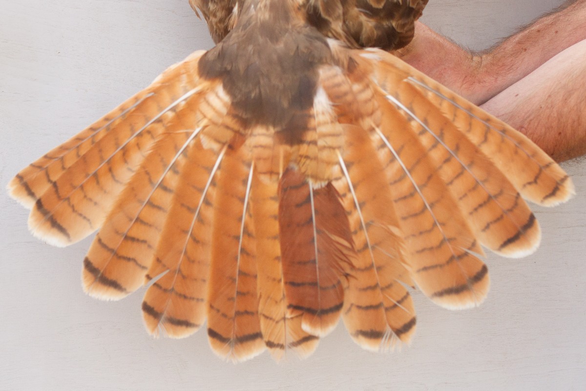 Red-tailed Hawk - ML639601857