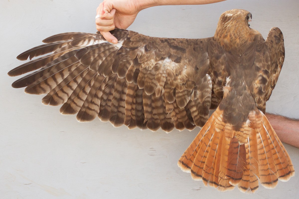 Red-tailed Hawk - ML639601858