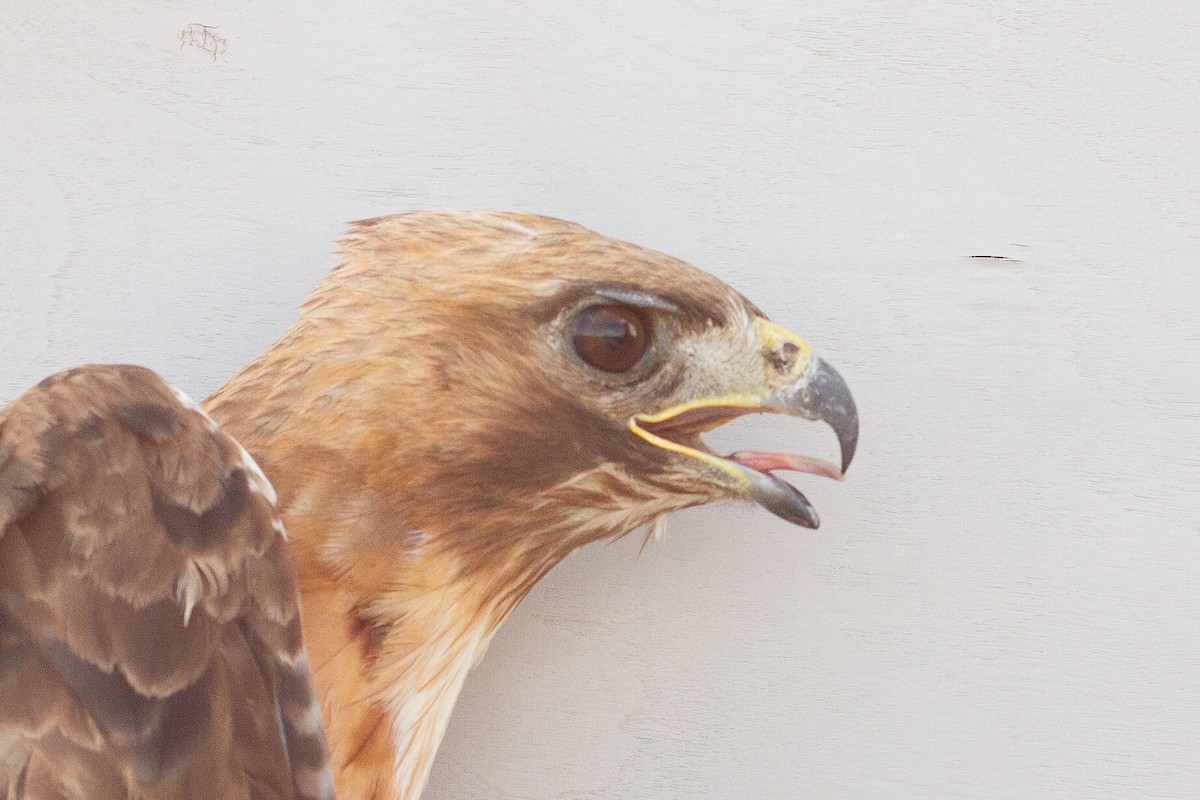 Red-tailed Hawk - ML639601869