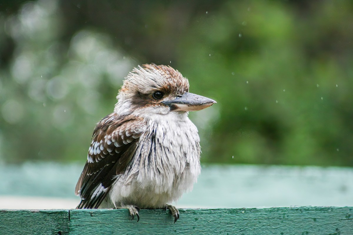 Laughing Kookaburra - ML639601872
