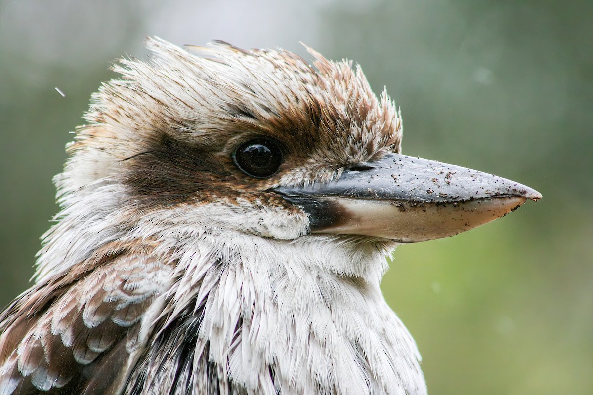 Laughing Kookaburra - ML639601873