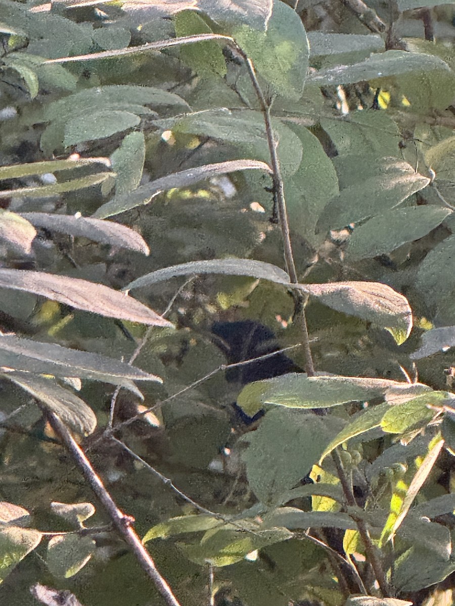 Gray Catbird - ML639601915