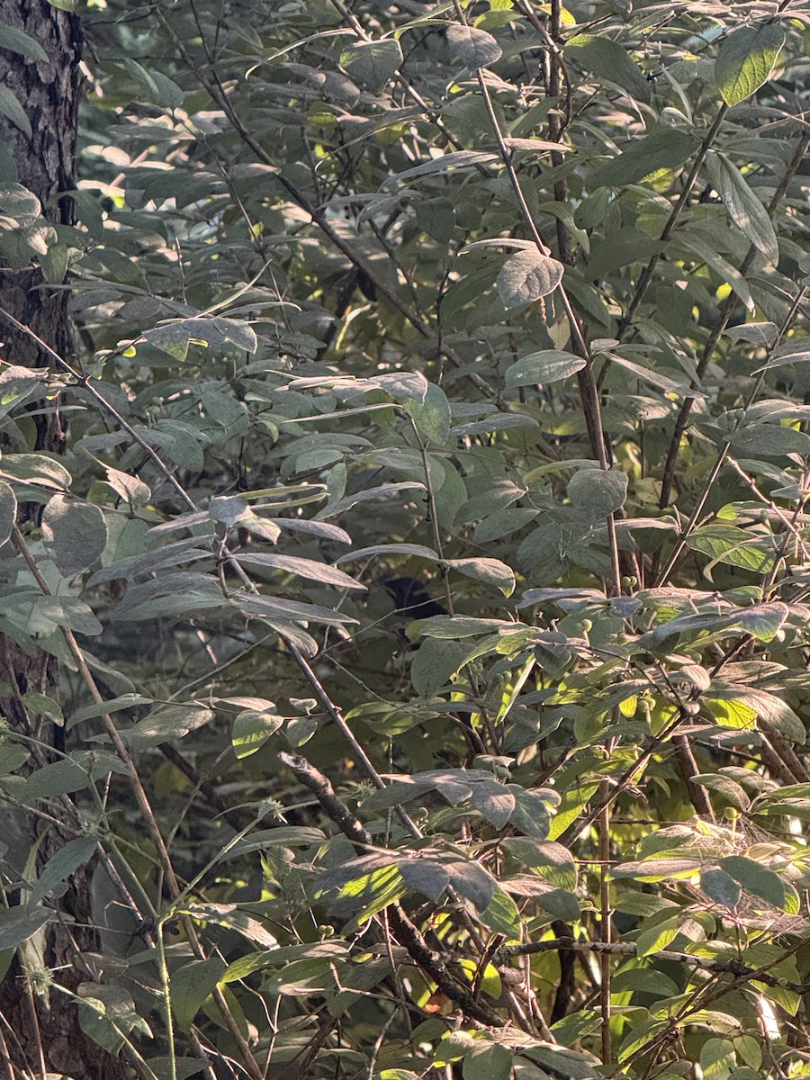 Gray Catbird - ML639601916