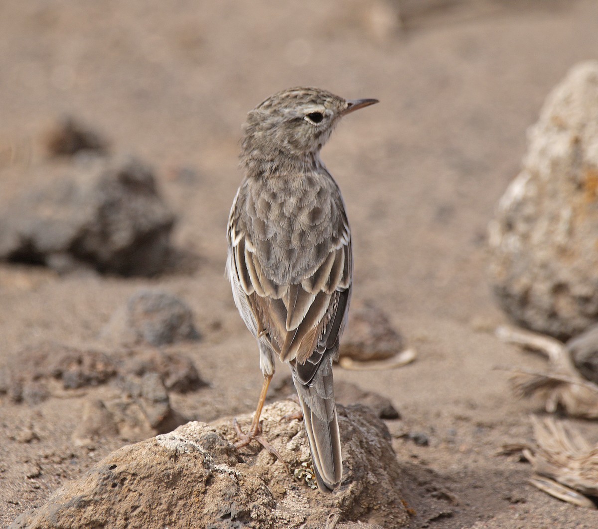 Pipit de Berthelot - ML639601944