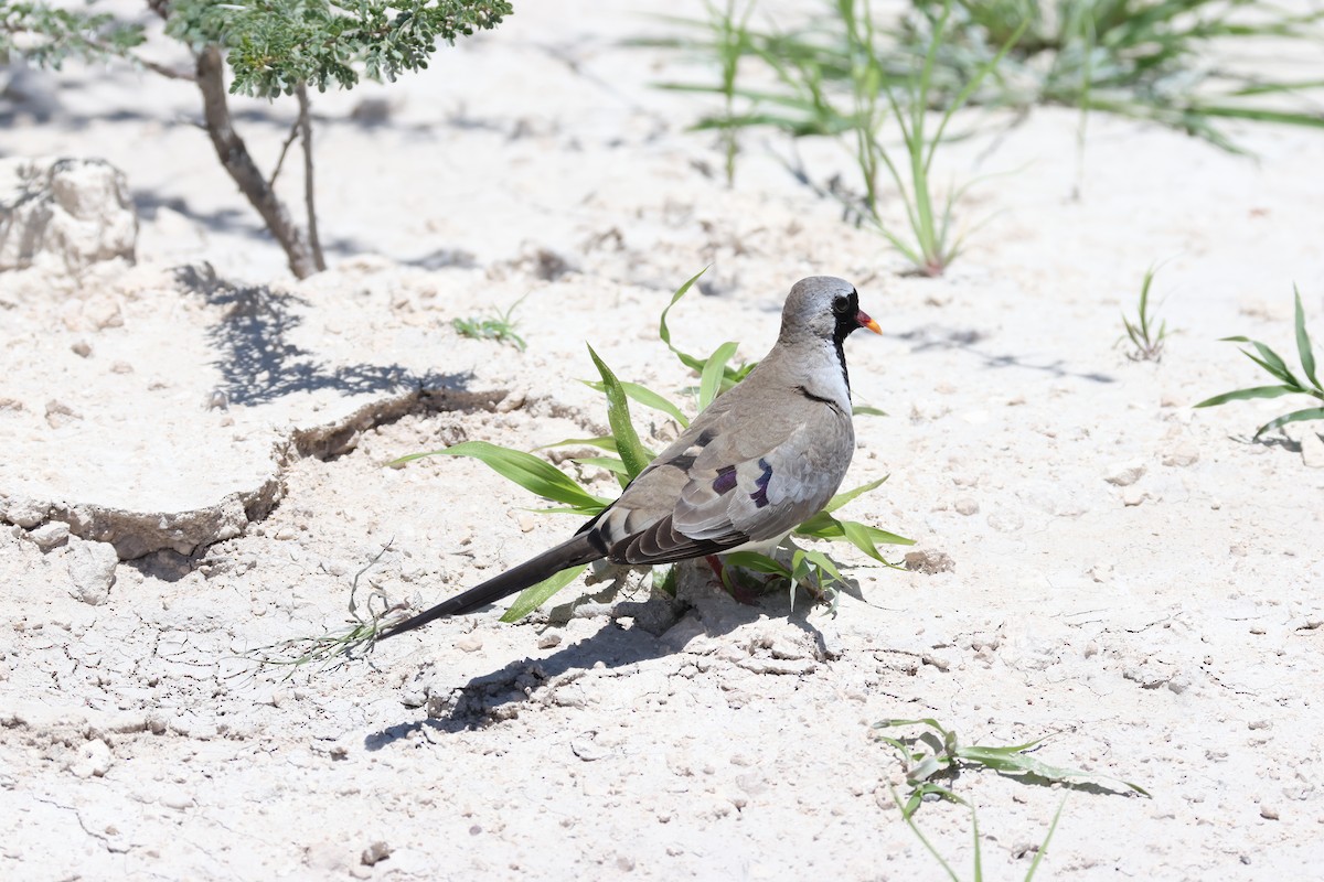 Namaqua Dove - ML639601947