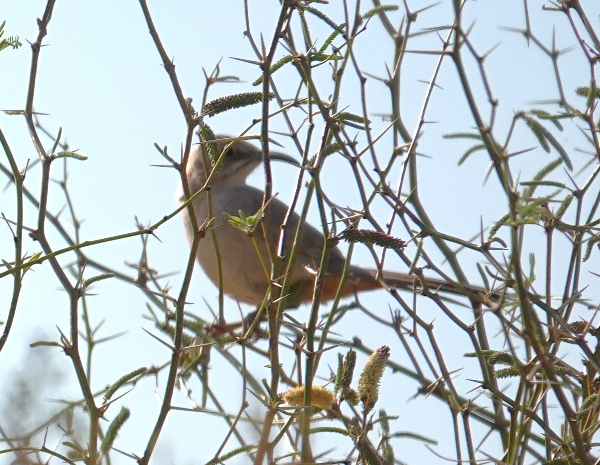 LeConte's Thrasher - ML639601993