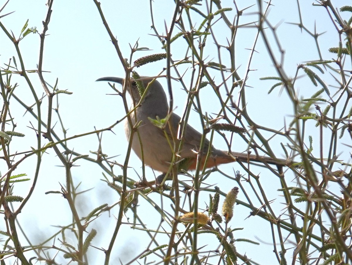 LeConte's Thrasher - ML639601994
