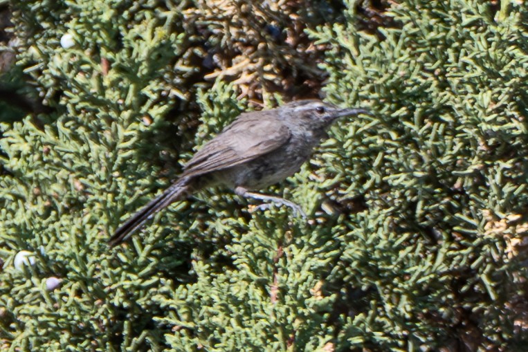 Bewick's Wren - ML639602002