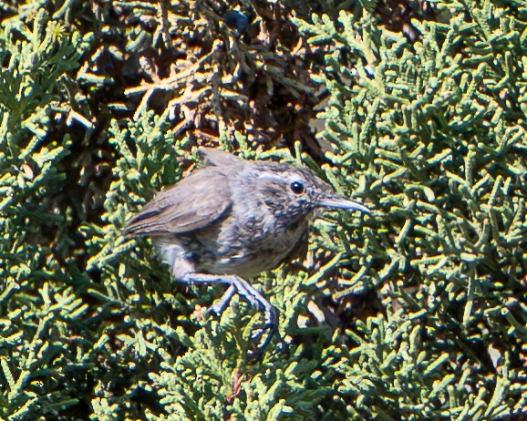 Bewick's Wren - ML639602009