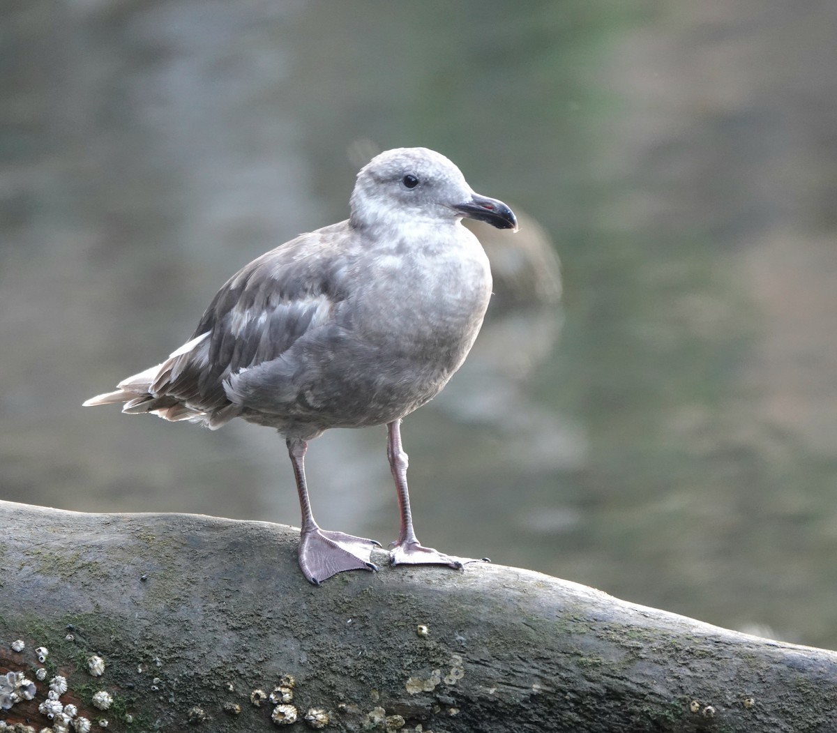 Glaucous-winged Gull - ML639602010