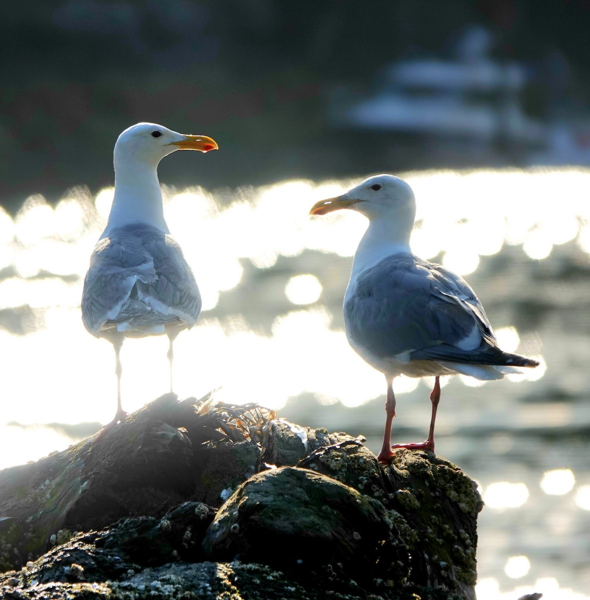 Glaucous-winged Gull - ML639602011