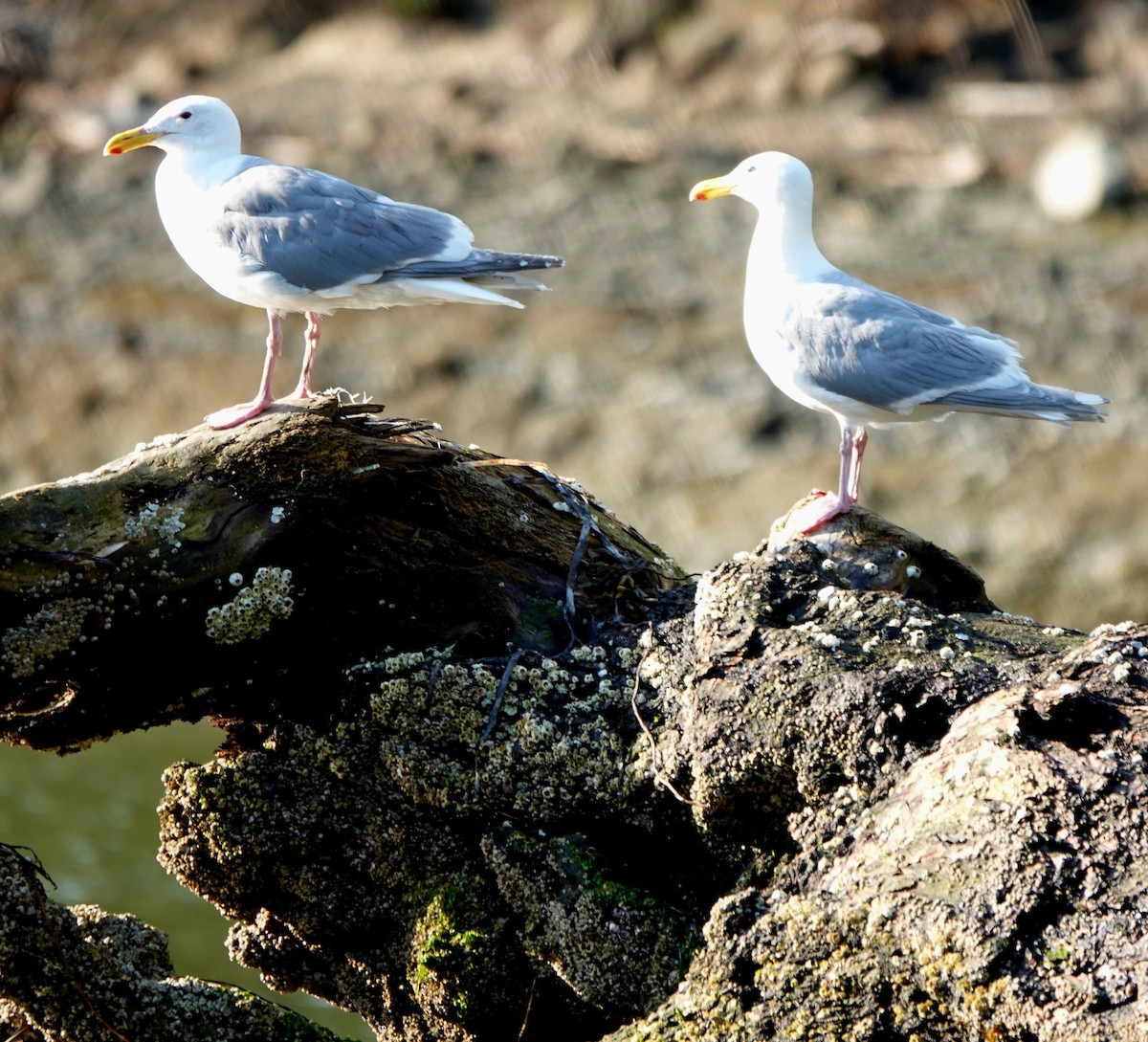 Glaucous-winged Gull - ML639602012